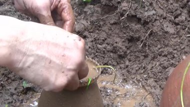 Bahçede ve vazolarda bitkiler yetişir.