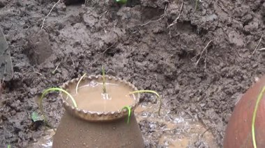 Bahçede ve vazolarda bitkiler yetişir.