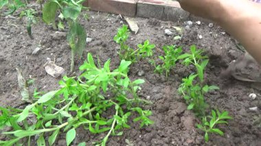 Bahçede ve vazolarda bitkiler yetişir.