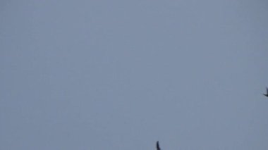 Gökyüzünde uçan kırlangıç