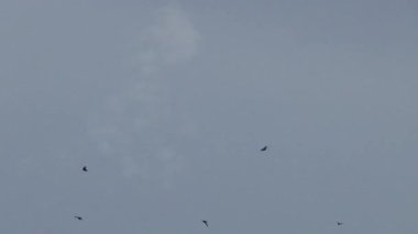 Gökyüzünde uçan kırlangıç