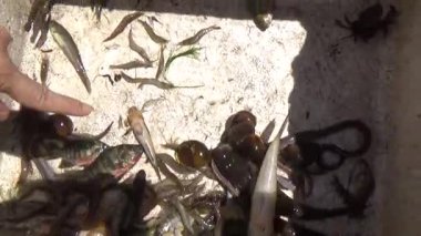 September 16, 2025. Hue, Vietnam.Hue Citadel, the last feudal dynasty of Vietnam