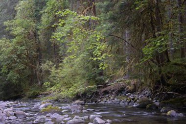 Sol Duc, olimpik Milli Parkı, Washington North Fork
