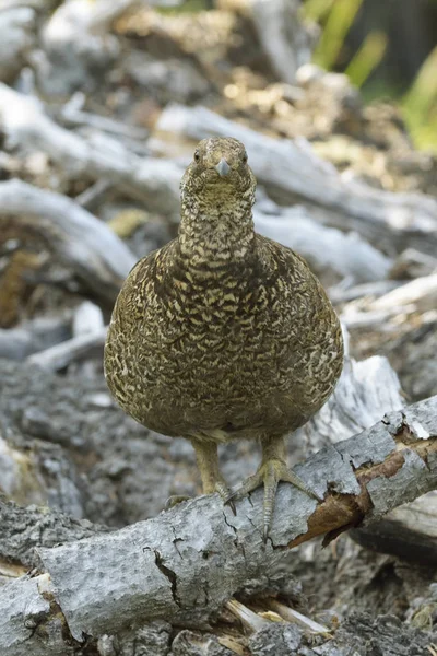 Nomascus Grouse yüksek Ridge izinde Olimpik Milli Parkı, Washington