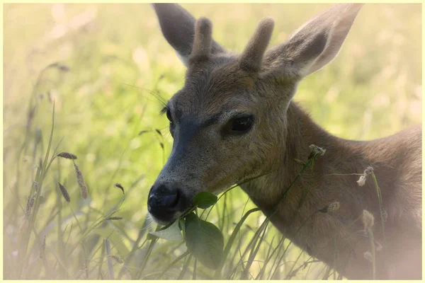 Jovem Blacktail Buck Deserto Olímpico Parque Nacional Olímpico Washington — Fotografia de Stock