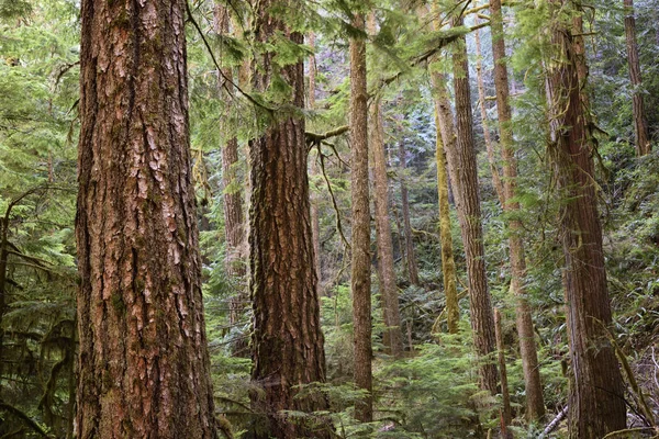 Alter Bewachsener Wald Der Olympischen Wildnis Olympischer Nationalpark Washington — Stockfoto