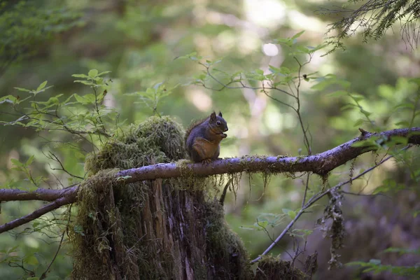 Douglas Squirrel Heart Forest Trail Olympic National Park Washington — Stock Photo, Image