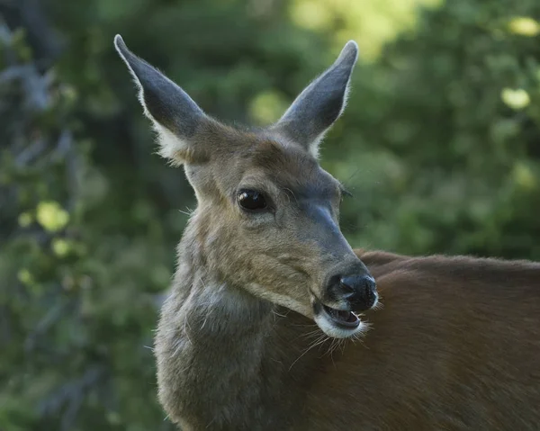 Blacktail doe Olimpiyat doğada, olimpik Milli Parkı, Washington