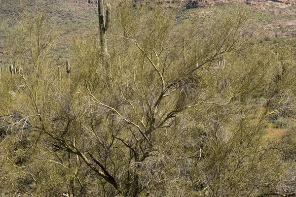 Palo Verde Sur Sentier Cougar Montagnes Superstition Arizona — Photo