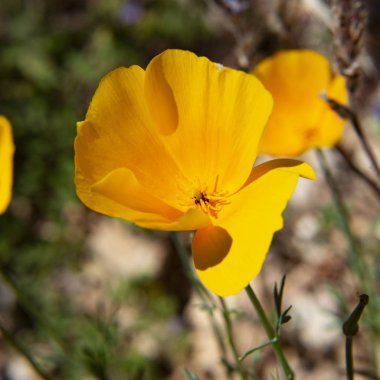 Boulder Canyon Trail üzerinde Mexican Poppy, batıl dağlar, Arizona