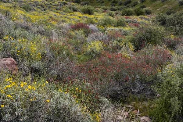 Wildflowers in the Superstition Mountains, Lost Dutchman State Park, Arizona