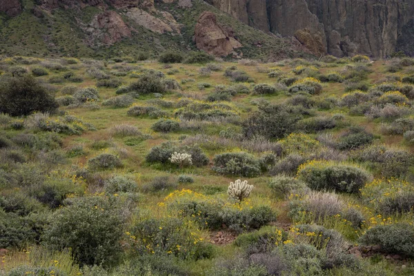 Flora Jacob Crosscut Trail Lost Dutchman State Park Superstition Mountains — Photo