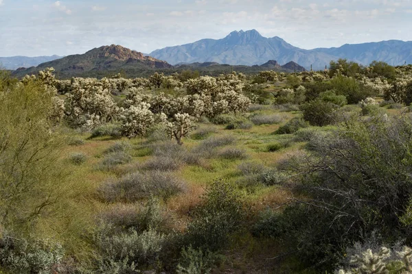 Four Peaks Mountain Jacob Crosscut Trail Lost Dutchman State Park — Photo