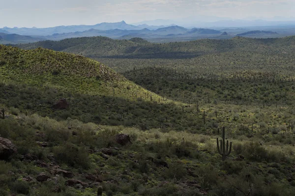 Vallée Dessous Sentier Hiéroglyphique Montagnes Superstition Arizona — Photo