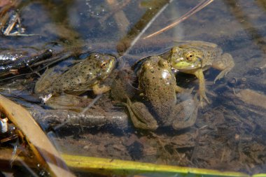 Wernick Çiftlik Yolu 'ndaki Bullfrogs, Dartmouth, Massachusetts