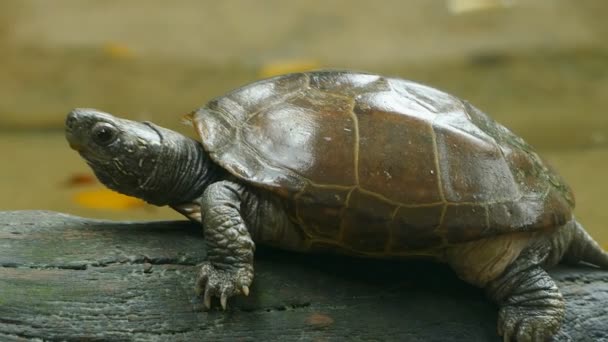 Tortuga Reeves Sentada Tronco Del Árbol Estanque — Vídeos de Stock