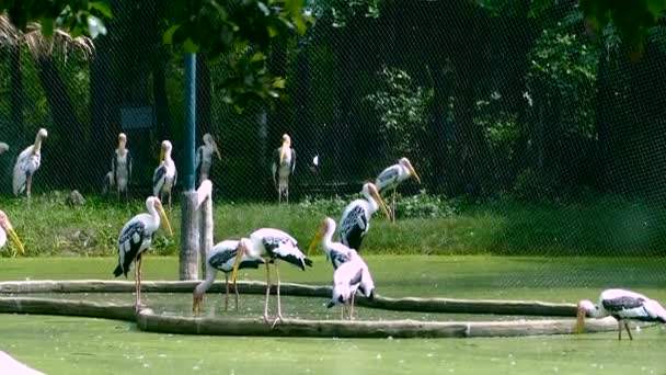 塗装のコウノトリを見たり守るギンネム鳥は池に立っています — ストック動画