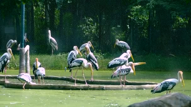 Pintado Cegonha Mycteria Leucocephala Aves Está Lagoa — Vídeo de Stock