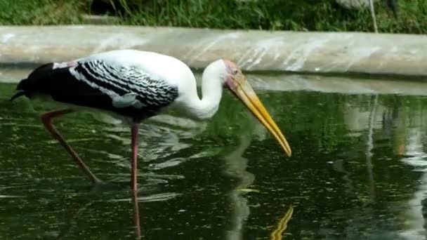 Cigogne peinte ou Mycteria leucocephala oiseaux dans l'étang 