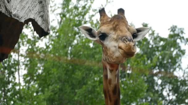 Portret Van Giraffe Tong Uitsteekt Likken Van Lippen — Stockvideo