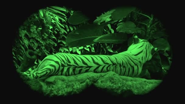Дикий Вымирающий Большой Тигр Наблюдаемый Ночном Видении — стоковое видео
