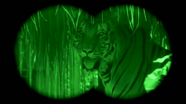 Grand Tigre Sauvage Voie Disparition Travers Des Jumelles Vision Nocturne — Video