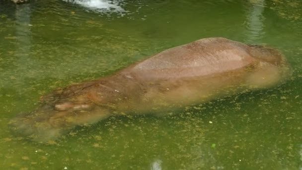 Gros Plan Sur Hippopotame Dormant Dans Étang — Video