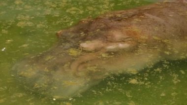 Su birikintisi içinde uyuyan su aygırı Close-up