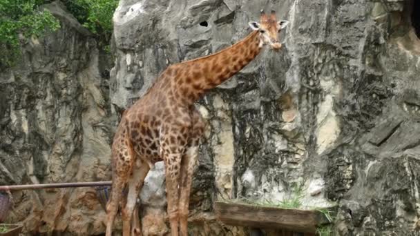 Ritratto Giraffa Che Sporge Lingua Lecca Labbra Natura — Video Stock