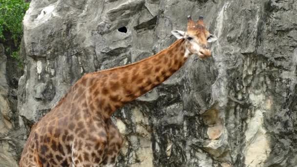 Portrait Giraffe Sticking Out Tongue Licking Lips Nature — Stock Video