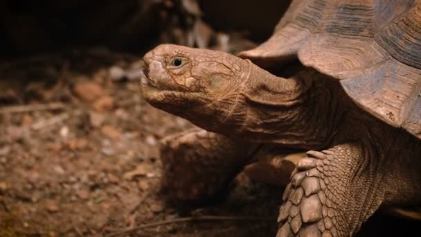 Close Tartaruga África Tartaruga Sulcata Descansando Jardim — Vídeo de Stock