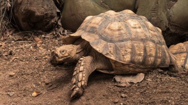 Bahçede dinlenme Closeup, Afrika Mahmuzlu Kaplumbağası veya sulcata kaplumbağa