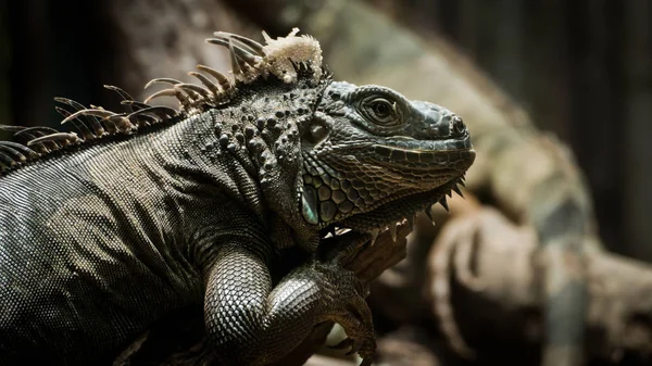 Retrato Primer Plano Reptil Iguana Verde Naturaleza Dragón Salvaje Exótico — Foto de Stock