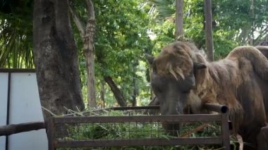 Bactrian deve çim yeme yakın çekim. Bactrian deve sırtında iki humps vardır.