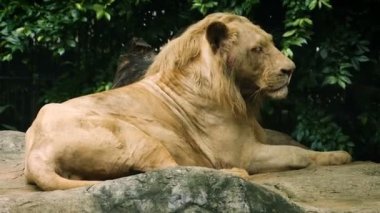 Eski büyük beyaz aslan doğada Close-up