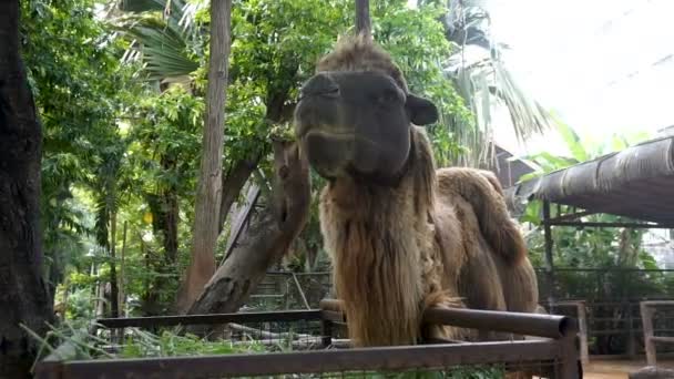 Крупный План Бактрийского Верблюда Поедающего Траву Бактрийский Верблюд Имеет Два — стоковое видео