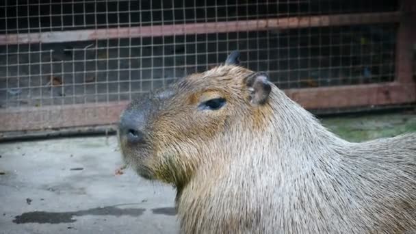 Reus Bruin Capibara Hydrochaeris Hydrochaeris Capibara Werelds Grootste Knaagdieren — Stockvideo