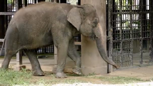 Tajlandzkiego Słonia Chodzenie Jedną Nogą Przywiązane Łańcucha — Wideo stockowe