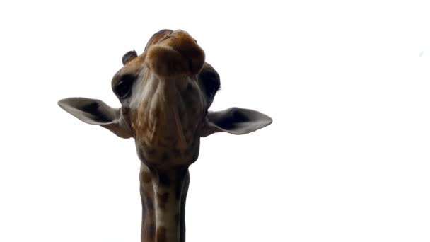 Girafe Sortant Langue Léchant Les Lèvres Fond Blanc — Video