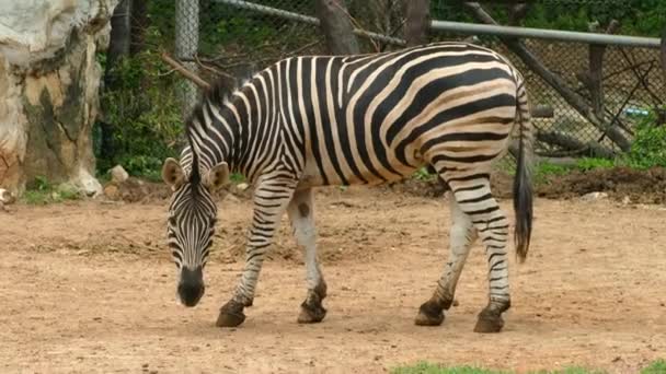 Zebra Natureza — Vídeo de Stock