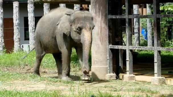 Thailändischer Elefant Geht Mit Einem Fuß Eine Kette Gebunden — Stockvideo