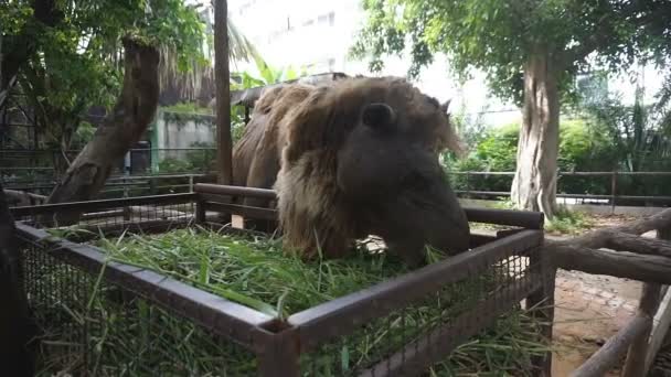 Close Camelo Bactriano Comendo Grama Camelo Bactriano Tem Duas Corcundas — Vídeo de Stock