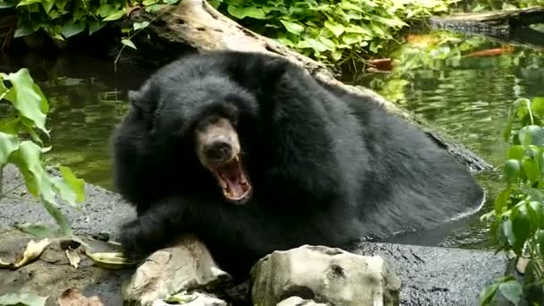 ツキノワグマ Ursus ニホンツキノワグマ ヒマラヤグマ 眠っているあくびをし プール内の水を浸す — ストック動画