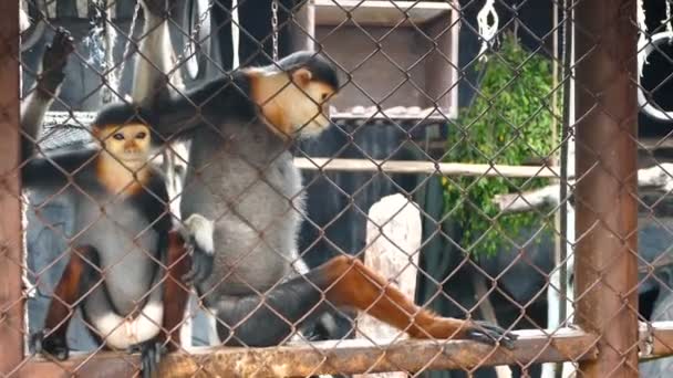 Zwei Rotschenkel Douc Langur Pygathrix Nemaeus Sitzen Und Schauen Durch — Stockvideo