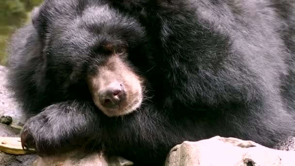 Ázsiai Fekete Medve Ursus Thibetanus Örvös Medve Alszik Áztassa Víz — Stock videók