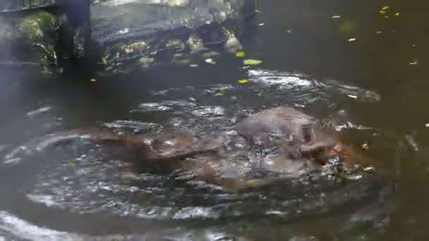 Loutre à petites griffes jouant ensemble dans l'étang 