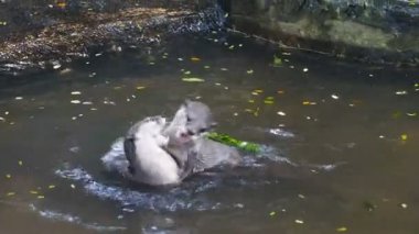 Birlikte gölde oynayan küçük pençe otter
