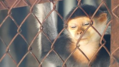 üzgün douc kırmızı şişlemiş langur sit ve kafes üzerinden arıyor.