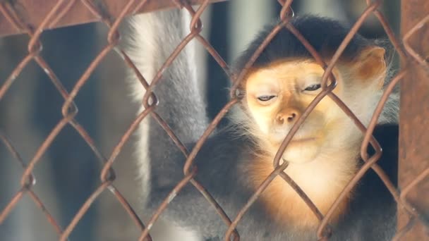 Üzgün Douc Kırmızı Şişlemiş Langur Sit Kafes Üzerinden Arıyor — Stok video