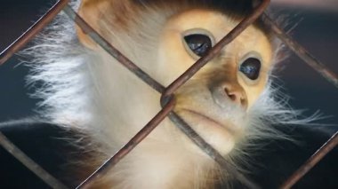 üzgün douc kırmızı şişlemiş langur sit ve kafes üzerinden arıyor.